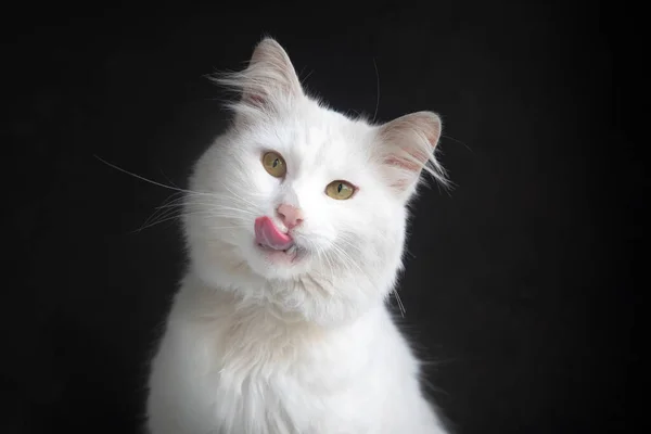 Longhaired White Cat Lying Tongue Out — Stockfoto