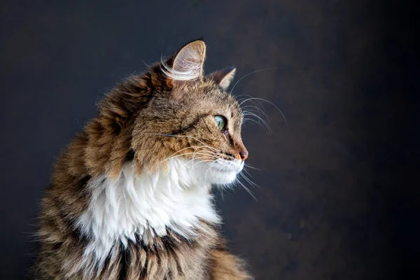 Siyah arka planda uzun saçlı tekir kedi manzarası