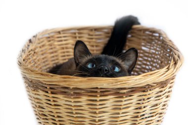 Eğlenceli şirin siyam kedisi stüdyosu çekimi