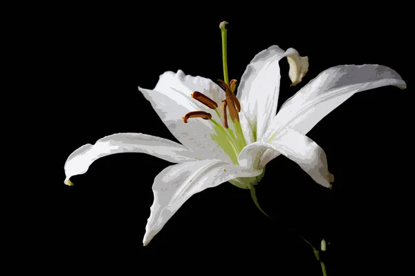 Fleur Lililium Blanche Sur Fond Noir Aquarelle Artistique — Photo