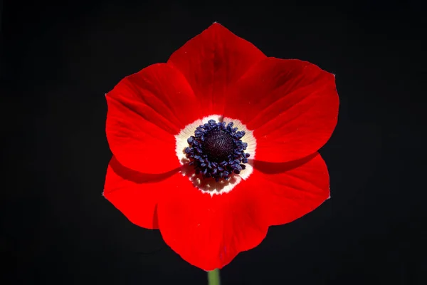 Червона Квітка Анемони Чорному Тлі — стокове фото