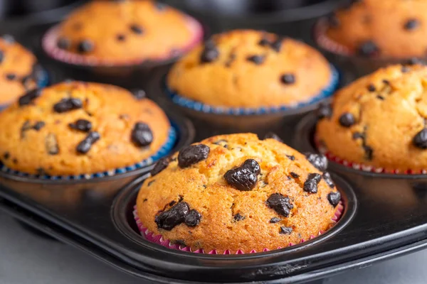 Chocolade Chip Muffins Plaat Lichtgrijze Achtergrond — Stockfoto