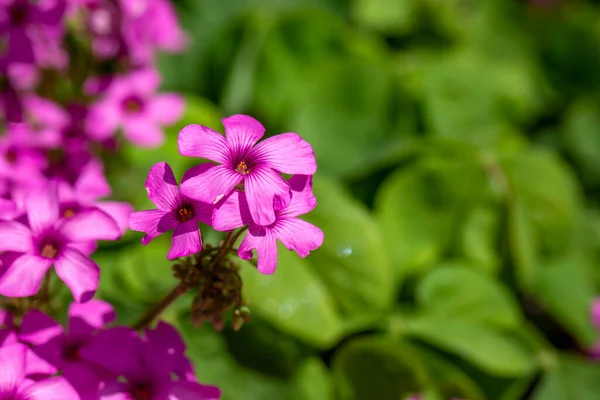 Flor Silvestre Nombre Científico Oxalis Debilis — Foto de Stock