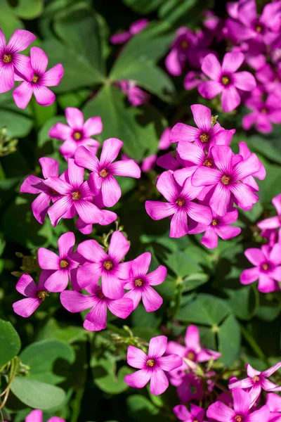 Fiore Selvatico Nome Scientifico Oxalis Debilis — Foto Stock