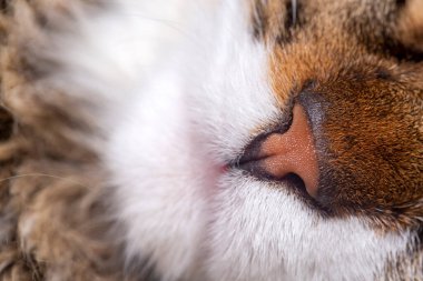 Evcil hayvan; şirin kedi burnu