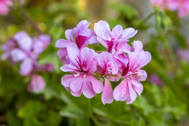 Pelargonium peltatum is a scrambling perennial plant with shallow somewhat fleshy leaves, sometimes with a differently coloured semicircular band, that has been assigned to the cranesbill family. clipart