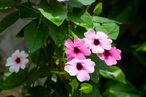 Bloeiende Thunbergia Alata Tuin — Stockfoto