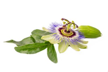 Beyaz arka planda Passiflora incarnata