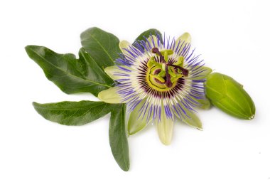 Beyaz arka planda Passiflora incarnata