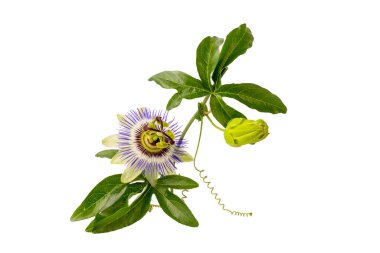 Beyaz arka planda Passiflora incarnata