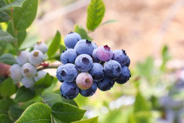 Türkiye 'nin İzmir kentinde hasat mevsiminde ağaçta bir sürü olgun meyve bulunan yabanmersini çiftliği. Yabanmersini toplama tarihi.