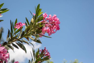 Zakkum (Neryum zakkum) her daim yeşil bir ağaç bitkisidir.