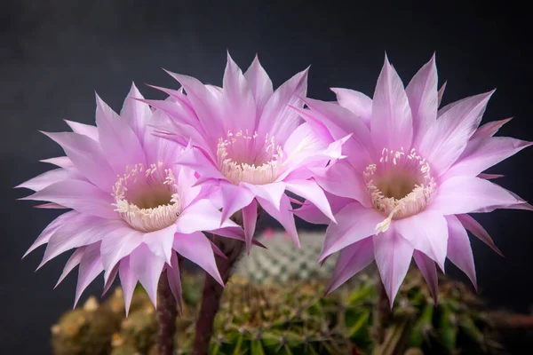 Piękny Rodzaj Kaktusa Kwitnie Wspaniale Jego Naukowa Nazwa Jest Echinopsis — Zdjęcie stockowe