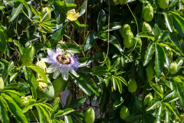 Zamknij Pasyflorę Pasja Kwiat Passiflora Caerulea Liść Tropikalnym Ogrodzie Piękny — Zdjęcie stockowe