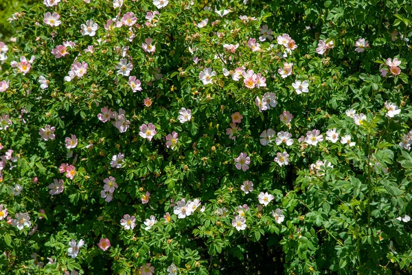 Rosa Canina Rosa Canina Fiori Rosa Chiaro Fiore Rami Bellissimo — Foto Stock