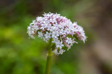 Kediotu (Valeriana officinalis) bitkisinin pembe çiçekleri.