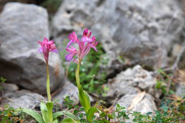 Bahçedeki güzel pembe çiçekler