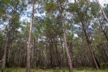 Ormanın güzel manzarası