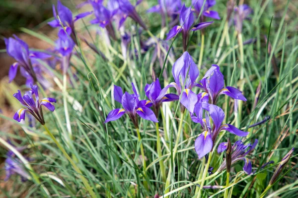 Iris Tierno Salvaje Iris Unguicularis Ssp Carica Con Flores Azules —  Fotos de Stock