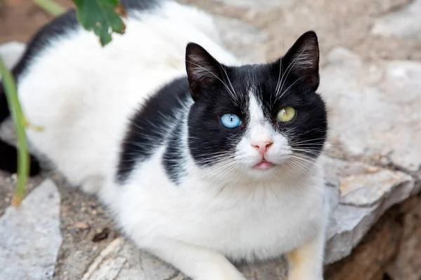 Gato Callejero Con Diferente Color Ojos Azul Verde Cerca — Foto de Stock