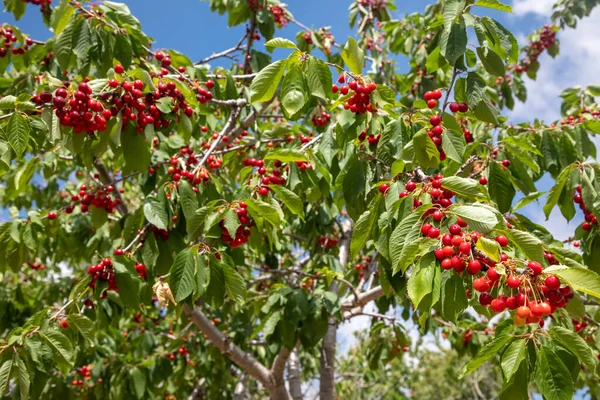 Fresh cherry fruit in cherry tree, Spil mountain - Turkey