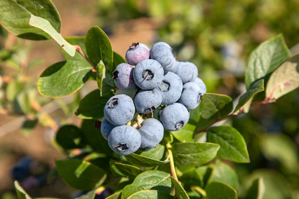 Blueberry Farm Bunch Ripe Fruits Tree Harvest Season Izmir Turkey — Stock Photo, Image