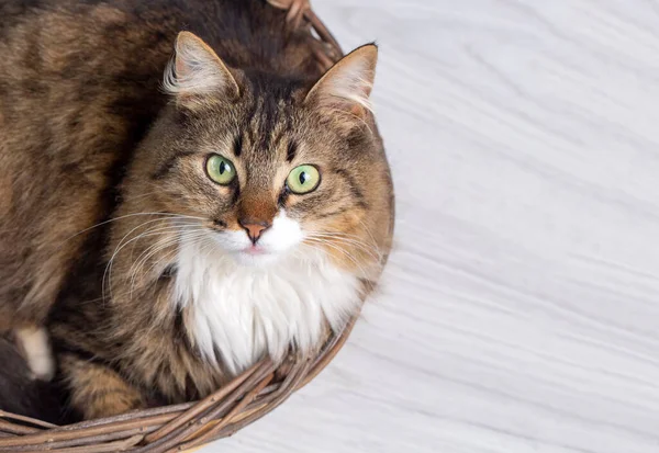 Animales Compañía Gato Pelo Largo — Foto de Stock