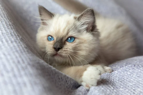 Ragdoll Kitten Photo Shoot Indoors Week Old Ragdoll Kitten — Stock Photo, Image