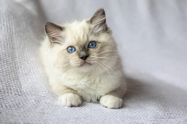 Bez Bebek Kedi Yavrusu Fotoğraf Çekimi Içeride Haftalık Oyuncak Bebek — Stok fotoğraf