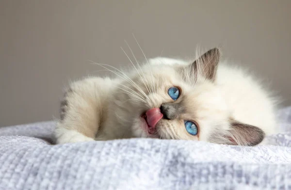 Ragdoll Kitten Photo Shoot Indoors Week Old Ragdoll Kitten — Stock Photo, Image