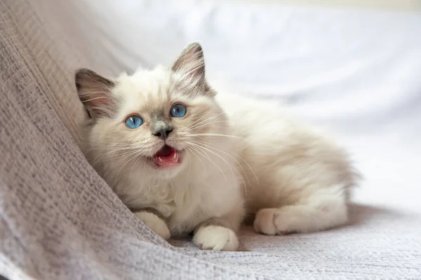 래그돌 고양이 래그돌 고양이 — 스톡 사진