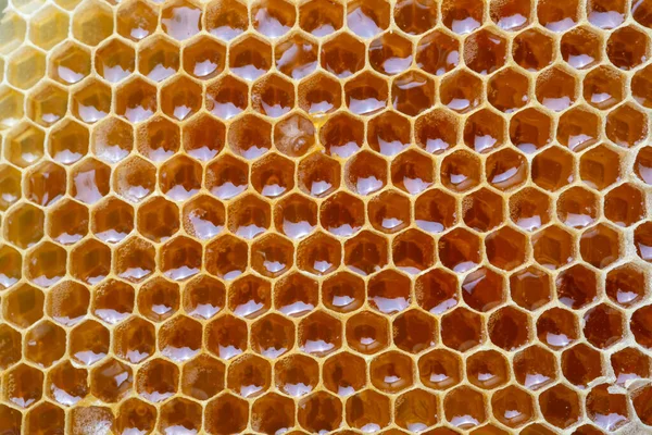 Sladké Medové Plástve Včelí Produkty Koncepcí Organických Přírodních Ingrediencí — Stock fotografie
