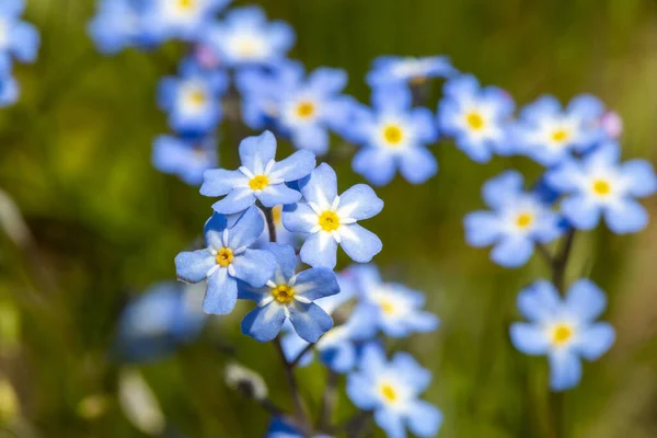 Beautiful Blue Tiny Flowers Garden — Foto de Stock