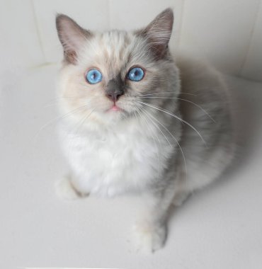 Bez bebek kedi yavrusu fotoğraf çekimi içeride. 14 haftalık oyuncak bebek yavrusu..