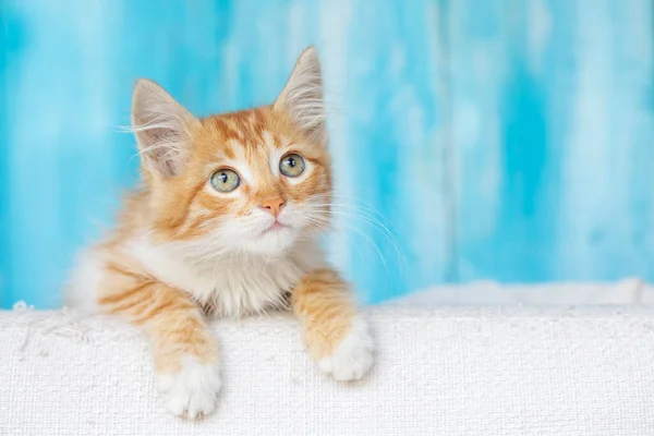 Schattig Oranje Gekleurd Klein Katje — Stockfoto
