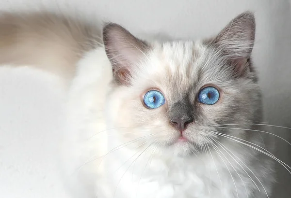 Ragdoll Kitten Photo Shoot Indoors Week Old Ragdoll Kitten — Stock Photo, Image