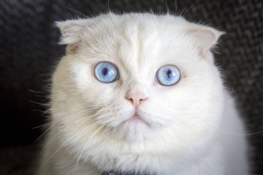 White scottish fold cat, blue-eyed cat, far away thinking cat