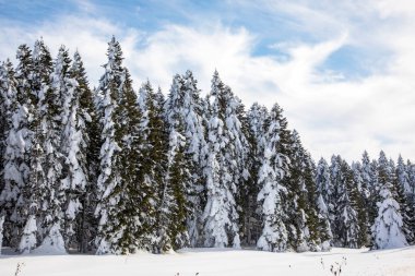 Ormanda kış mevsiminde donmuş ağaçlar ve sisli manzaralar Bolu - Türkiye