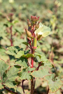 Fresh, organic ocra field in nature, Foca - Izmir - Turkey
