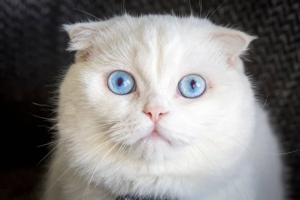 White Scottish Fold Cat Blue Eyed Cat Far Away Thinking — Fotografia de Stock