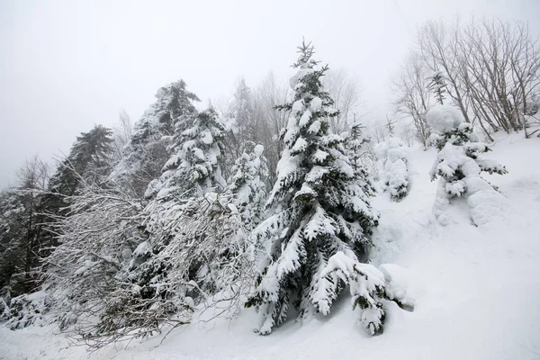 Árboles Congelados Paisaje Niebla Bosque Invierno Bolu Turquía —  Fotos de Stock
