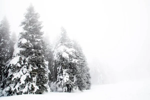 Frozen trees and foggy landscape in the forest in winter, Bolu - Turkey