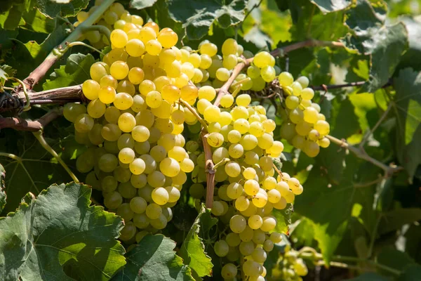 Vinhedo Uvas Uvas Sultani Izmir Turquia — Fotografia de Stock