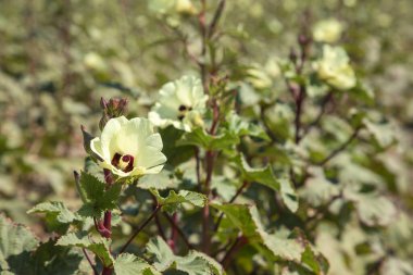 Fresh, organic ocra field in nature, Foca - Izmir - Turkey