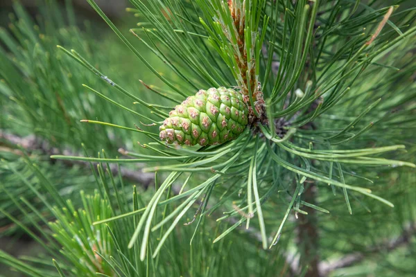 Pine Cone on a Pine Tree, green pine cone