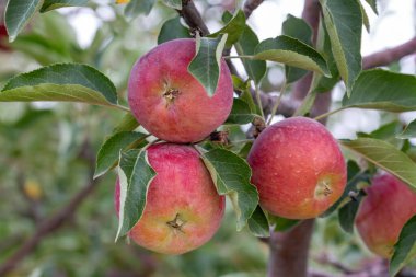 Fresh apple tree in the garden, Isparta / Turkey