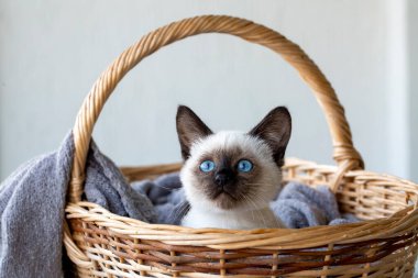 Cute kitten siamese cat indoor