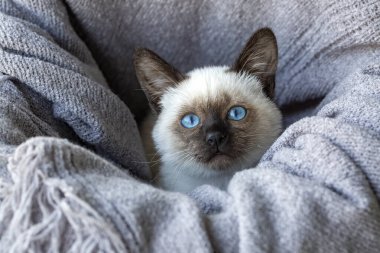 Cute kitten siamese cat indoor
