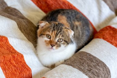 Pet animal; scottish fold kitten