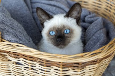 Cute kitten siamese cat indoor